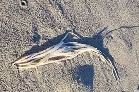 Alien Or Natural Phenomenon? What This Strange Discovery On Perth Beach Is