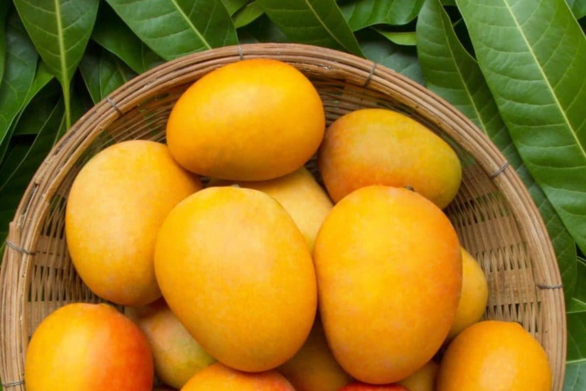 4 Sumptuous Mango Recipes You Must Try At Home