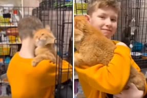 Watch: Boy Visits Adoption Centre, Cat 'Chooses' Him