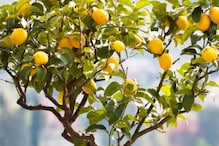 How To Grow Lemon Plant In A Pot At Home This Summer