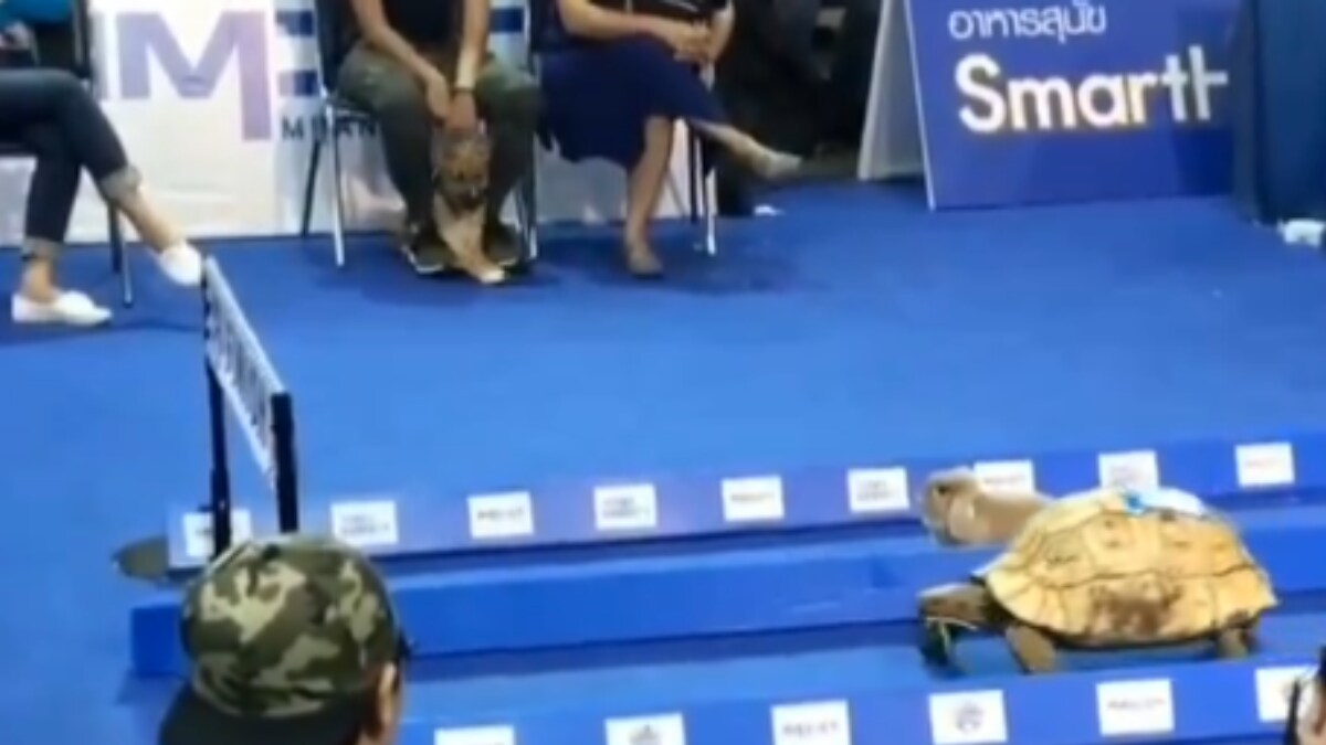 Watch: 'Slow And Steady' Tortoise 'Wins Race' Against Rabbit - News18