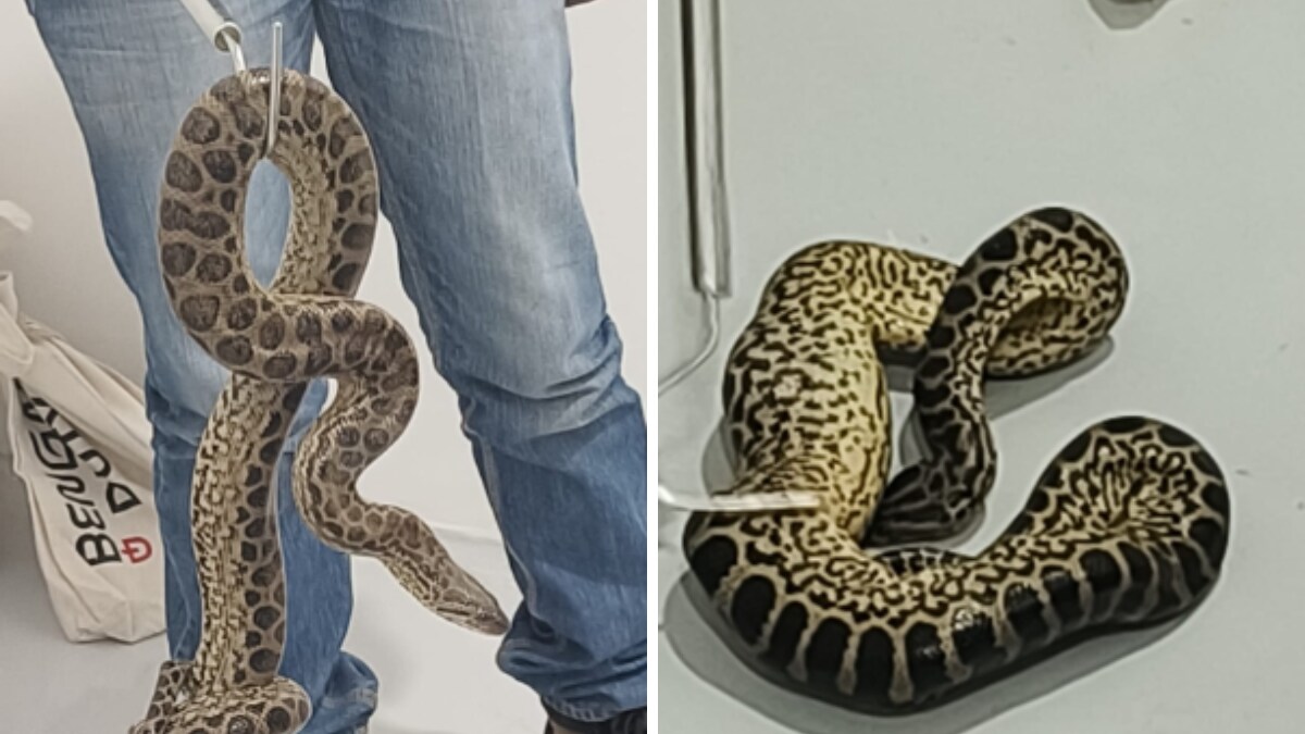 Man Smuggling 10 Anacondas From Bangkok Arrested At Bengaluru Airport - Vimarsana News