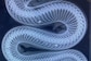 In Mangaluru, Python With 11 Air Gun Pellets Found Entangled In Net; Rescued