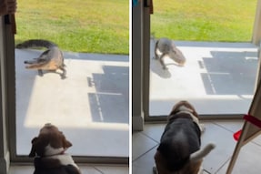 Pet Dog Scares Away Deadly Alligator And The Internet Can't Stop Laughing