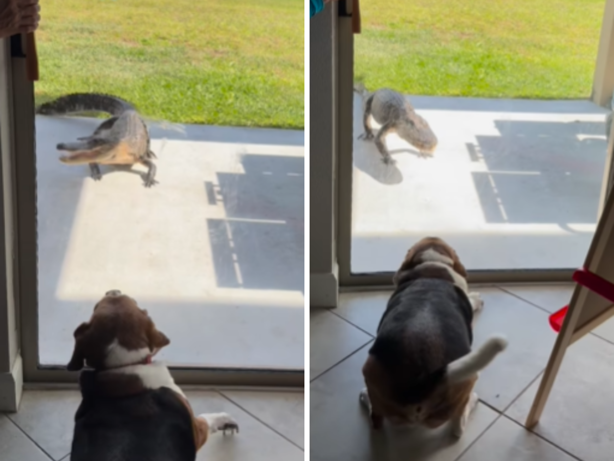 The dog ran straight to the door and started barking at the unexpected guest. (Photo Credits: Instagram)