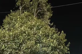 Why This Tree In Ujjain Looks Green Only At Night