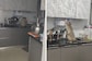 Bengaluru Water Crisis: Monkeys Enter House To ‘Quench Their Thirst’