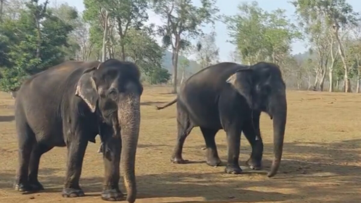 55 Years Of Friendship: Heartfelt Story Of Elephants Bhama And Kamatchi Is Trending - Vimarsana News