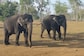 55 Years Of Friendship: Heartfelt Story Of Elephants Bhama And Kamatchi Is Trending