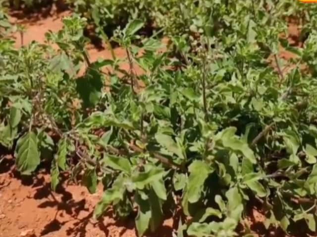 Tulsi plants are sold at over Rs 100 per kg by Thanjavur farmers.