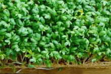 Removing Toxins To Boosting Immunity, Health Benefits Of Garden Cress