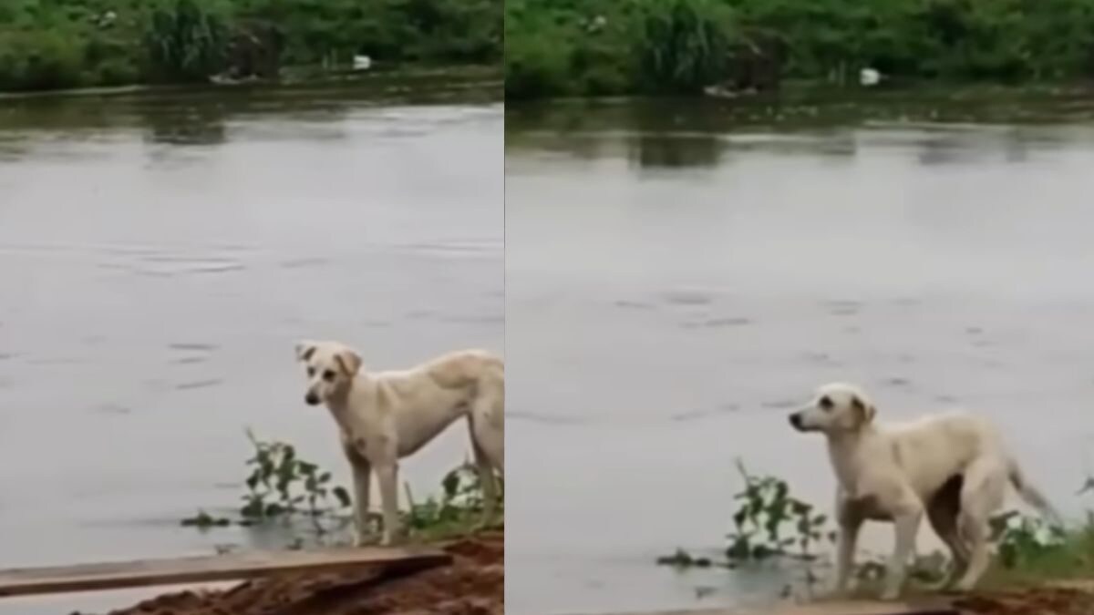 Watch: Dog's Reaction To Man Helping It Cross A Bridge Is Unmissable - Vimarsana News