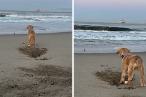 Video Of Dog Helping Pup Get Its Ball Back Will Leave You With A Big Smile