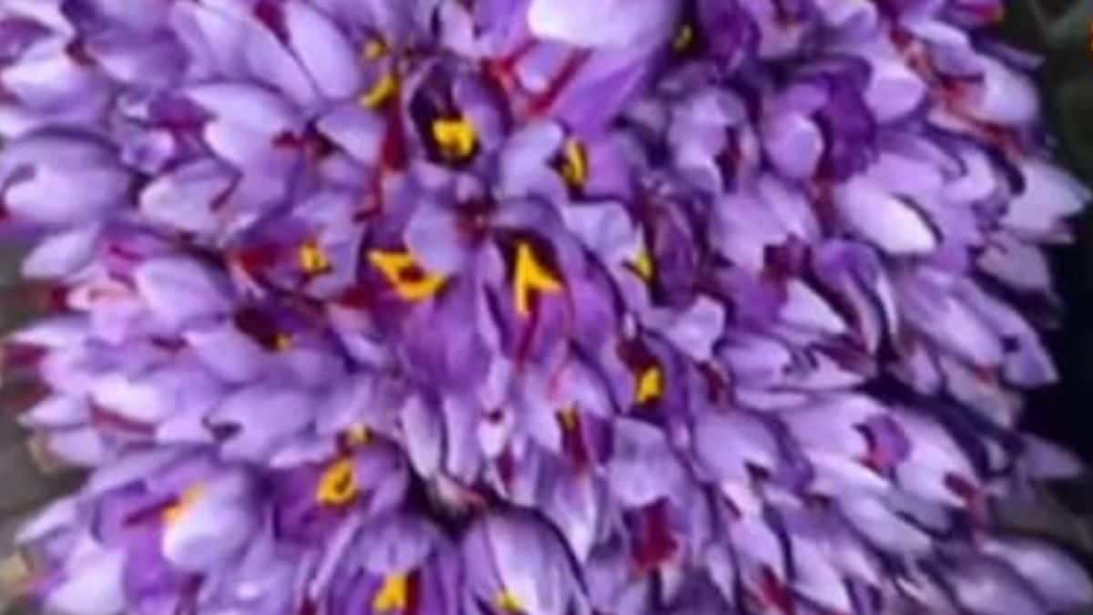 Saffron Thrives In Rajasthan’s Heat, Thanks To Innovative Farming Methods