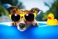 Pet Care: 5 Tips To Keep Your Furries Cool During Summer