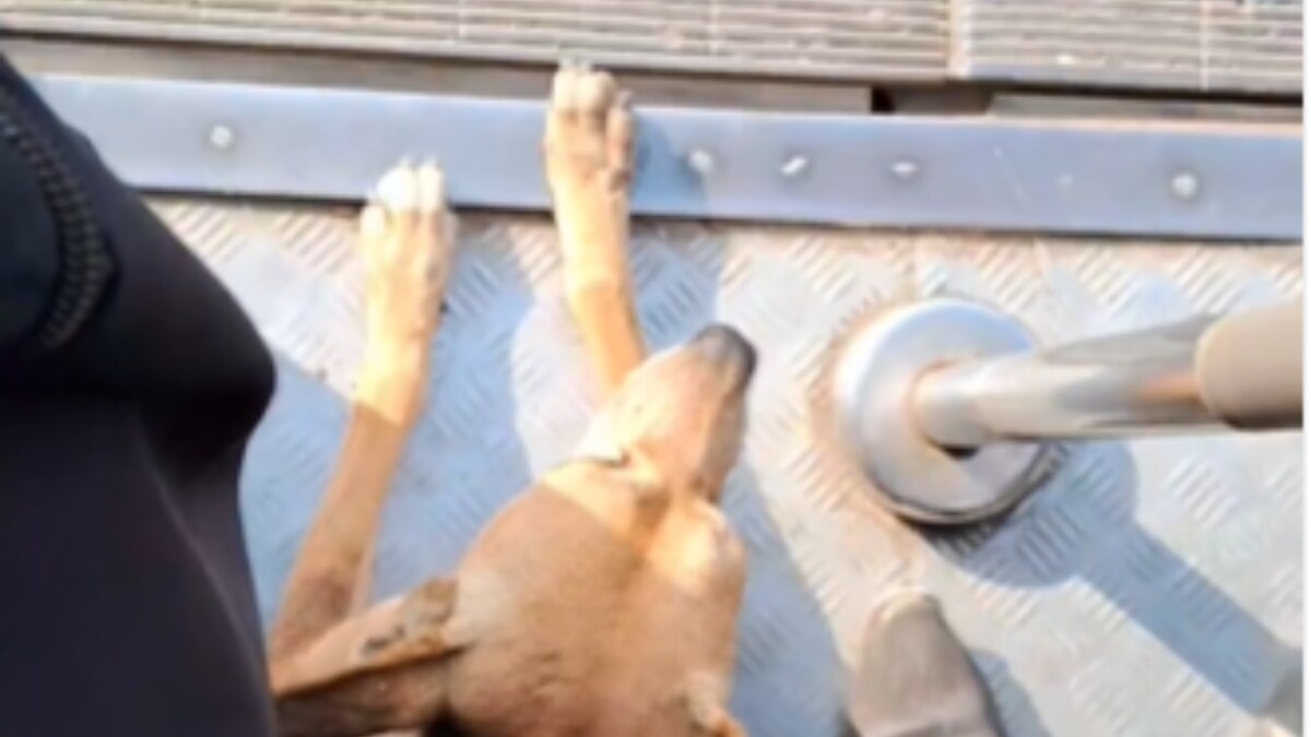 This Video Of Dog Boarding Mumbai Local Is 'Paw'dorable News18