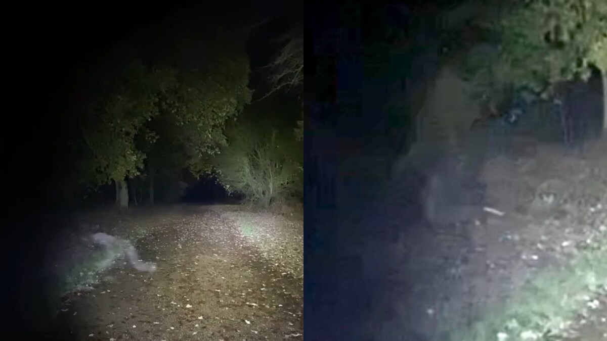 How This Couple's Morning Dog Walk Turned Into An Episode of The X-Files - Vimarsana News