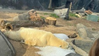 'It's Normal': Saint Louis Zoo Responds To Viral Photo Of Polar Bear Lying On Ice - Vimarsana News