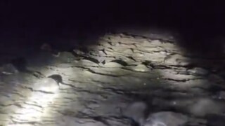 Watch: Olive Ridley Turtles Arrive On Odisha Beach For Mass Nesting - Vimarsana News