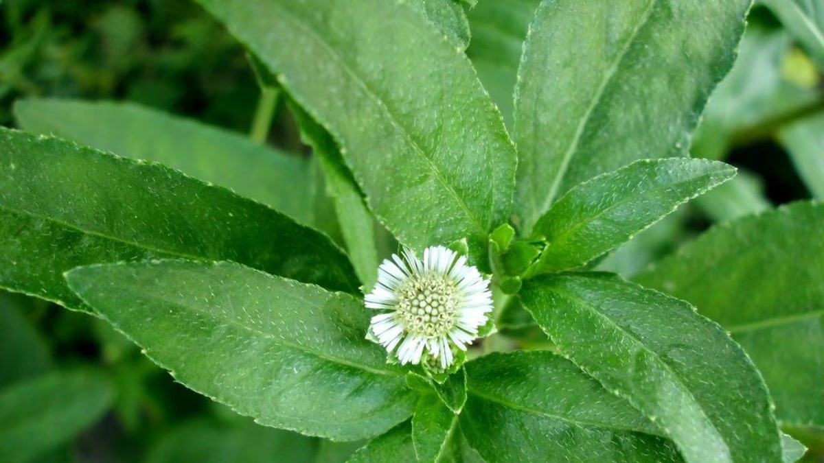 Boosting Immunity To Treating Headaches, 8 Health Benefits of Bhringraj ...