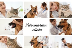 World Veterinary Day 2024: Theme, History, Messages, and Quotes