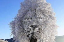 Frozen Tree Or Lion: What You See First Shows Your Approach Towards Relationships