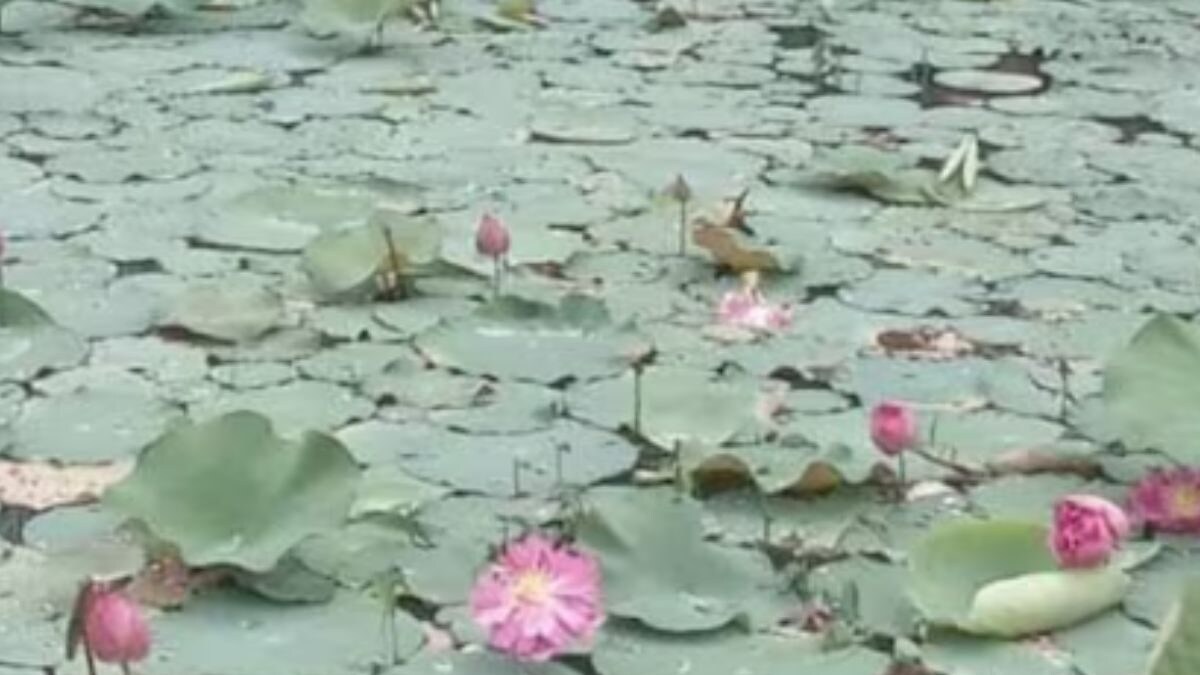 Why Thiruvananthapuram Is Seeing A Surge In Lotus Cultivation - Vimarsana News