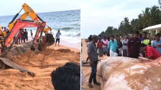 People Spot A Giant Whale On Kerala Beach; Internet Reacts - Vimarsana News