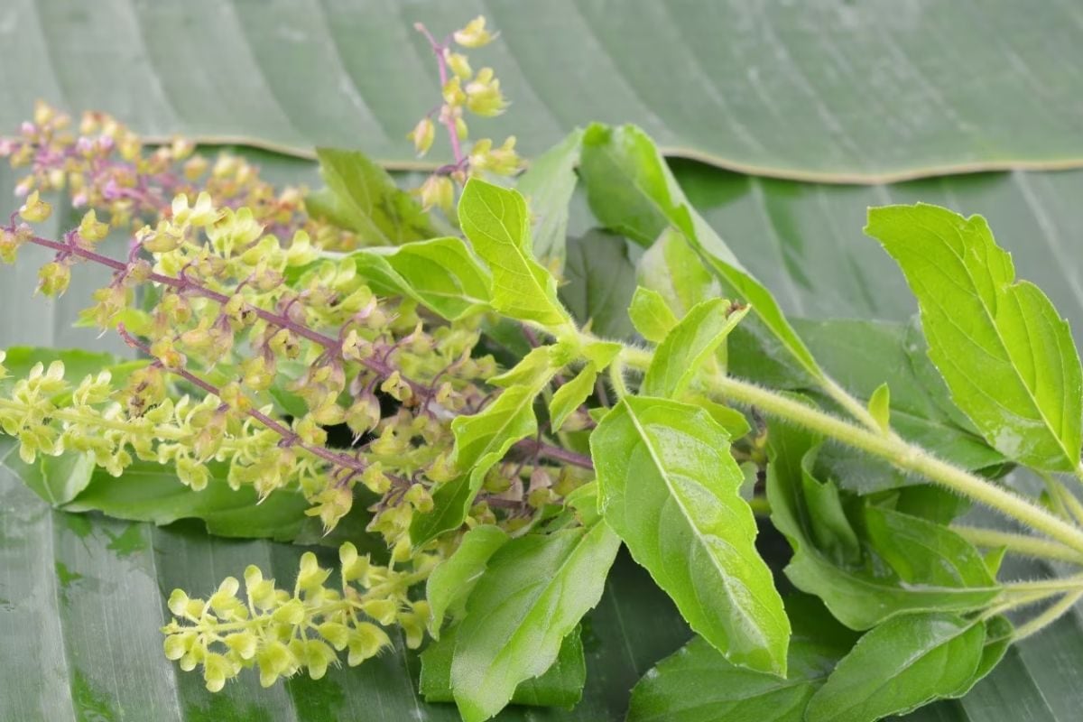 Maintaining Blood Sugar Level To Boosting Immunity, Benefits Of Eating Tulsi Leaves