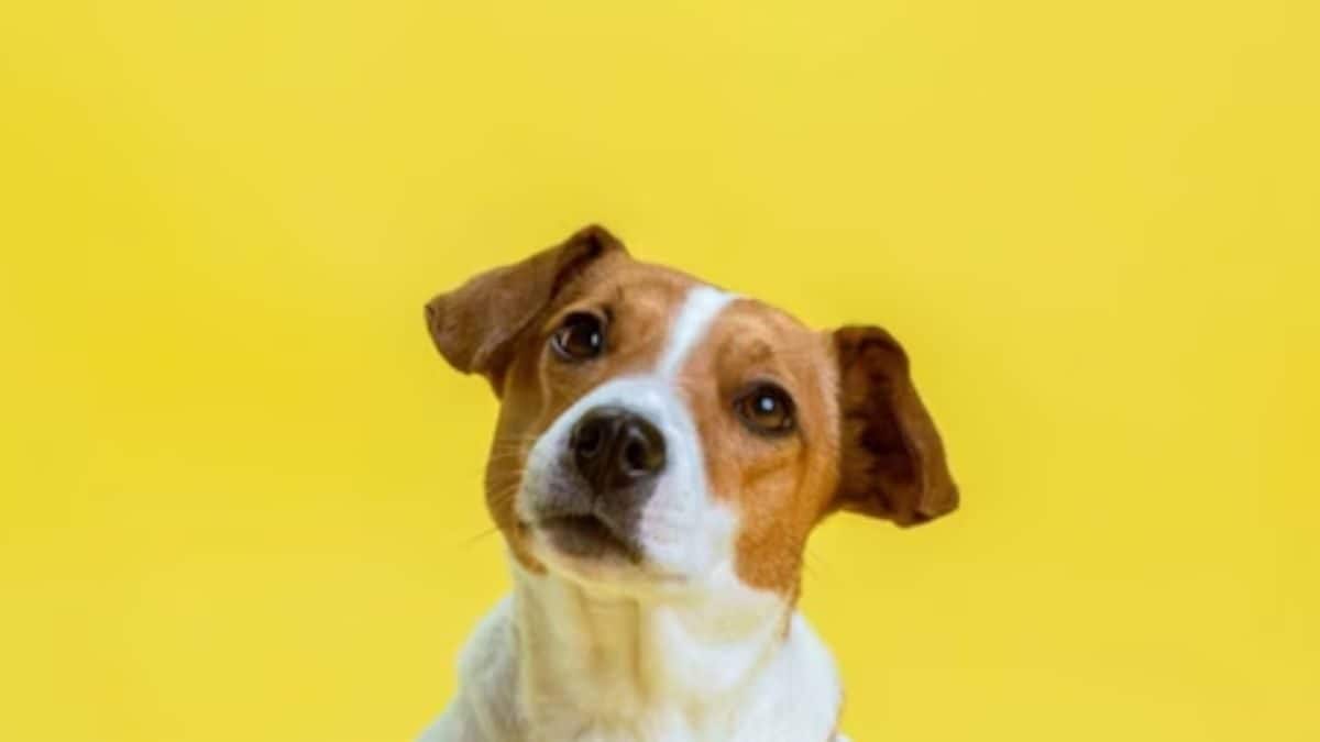Veterinarian-Developed Matrimonial Site Matches Partners for Breeding Pet Dogs Veterinarian-Developed Matrimonial Site Matches Partners for Breeding Pet Dogs