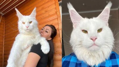 From Kitten To Colossus, How Kefir The Maine Coon Became Internet