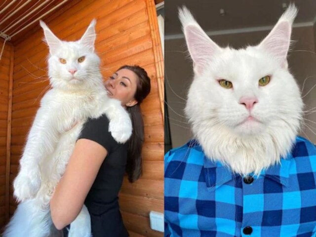 From Kitten To Colossus, How Kefir The Maine Coon Became Internet ...