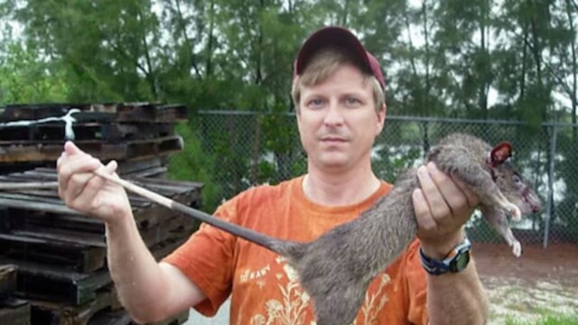 meet-gambian-pouched-rat-one-of-the-world-s-largest-rodents-news18