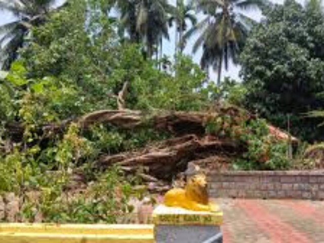 In Karnataka's Udupi, 800-year-old Tree Uprooted - News18