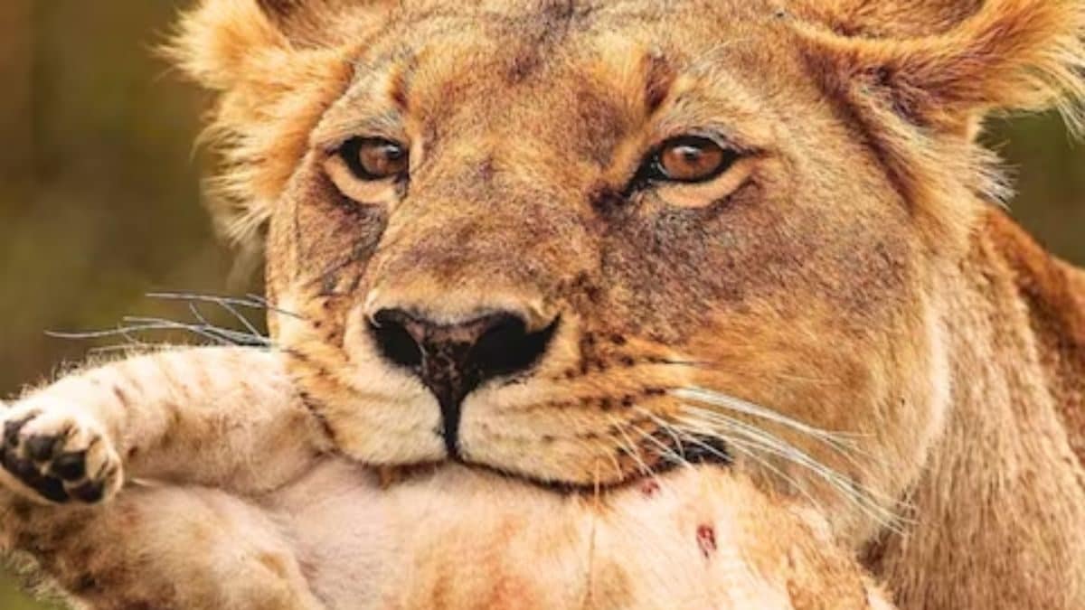 Why Do Lions Eat Their Cubs? Quora Users Explain