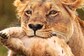Why Do Lions Eat Their Cubs? Quora Users Explain