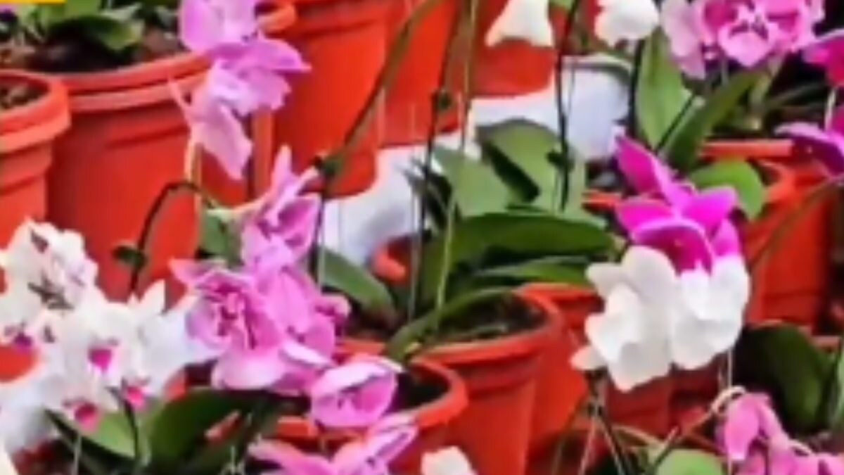 Why The Ongoing 126th Ooty Annual Flower Festival Is A Must-visit