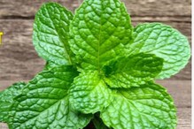 Mint To Basil Leaves, 3 Cooling Herbs To Add To Your Summer Diet