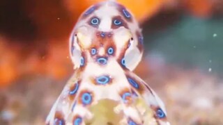 This Small Octopus Can Kill A Human Within 20 Minutes - Vimarsana News