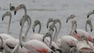 Thousands Of Australian Flamingos Flock To Puducherry's Osudu Lake For Breeding - Vimarsana News