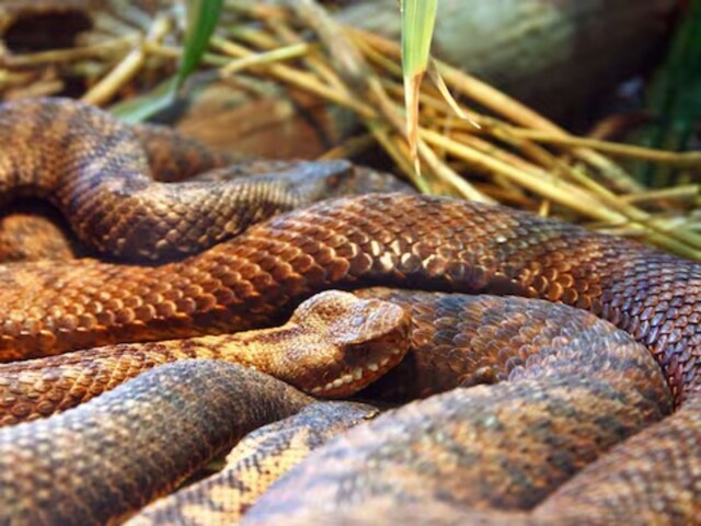 This Country Only Has One Species Of Venomous Snake - News18