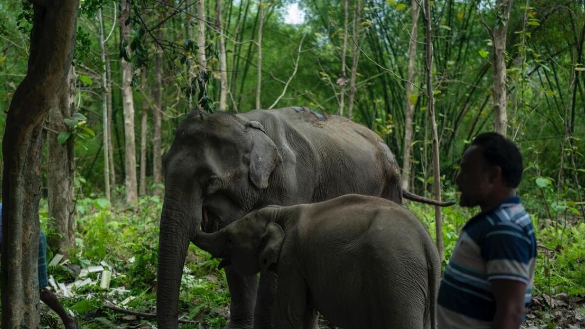 6 Automobiles, 22 Body of workers Participants: How Anant Ambani’s Vantara Liberated Unwell Elephant Pratima, Her Calf from Tripura – News18