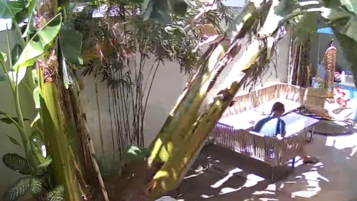 Watch: Man Cheats Death As Tree Falls Dangerously Close To His Neck