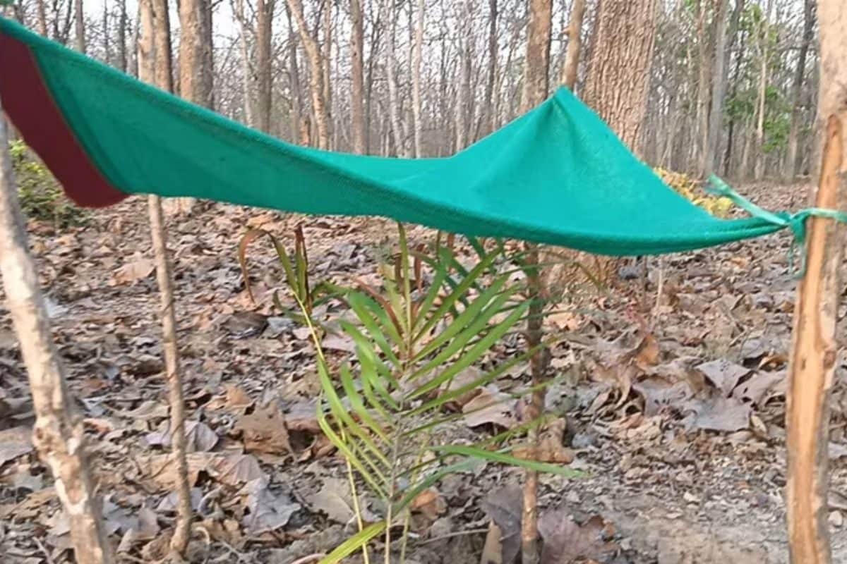 In Uttara Kannada’s Sirsi, Forest Dept Finds A Way To Protect Plants From Summer Heat