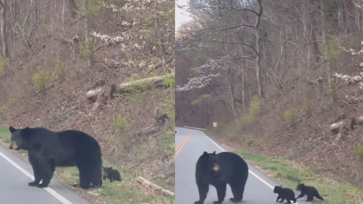 Watch: Rare Sight Of Mother Bear Crossing Road With Her Two Cubs ...