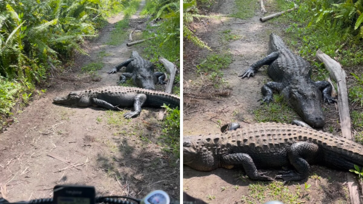 Watch: Wildlife Photographer's Hilarious Reaction To Alligators ...