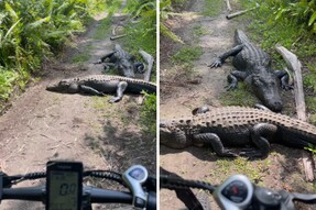 Watch: Wildlife Photographer's Hilarious Reaction To Alligators Blocking His Cycling Route
