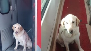 Indian Army Dog Gets VIP Treatment On Way To Retirement Home — Pics - Vimarsana News