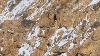 Spot The Mountain Snow Leopard In This Image; You've 10 Seconds - Vimarsana News