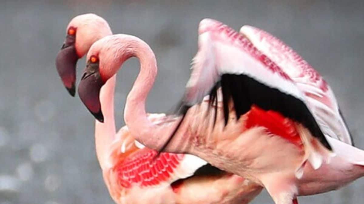 Flamingo Are In Again